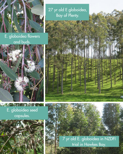 Eucalyptus Globoidea - 50 Plants